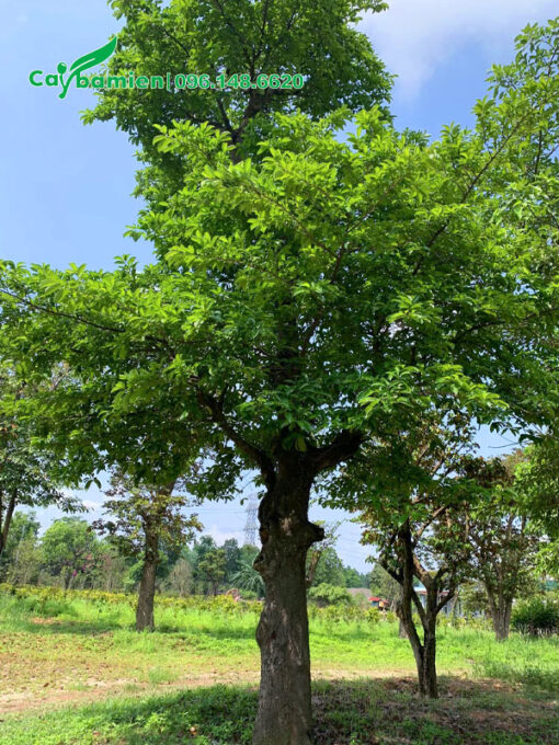 Hình ảnh cây Chay cổ thụ đẹp