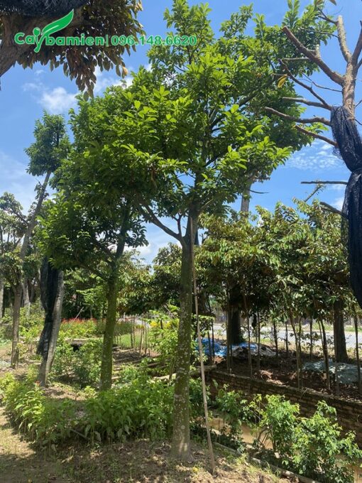 Vườn Chay công trình đã trồng nhiều năm
