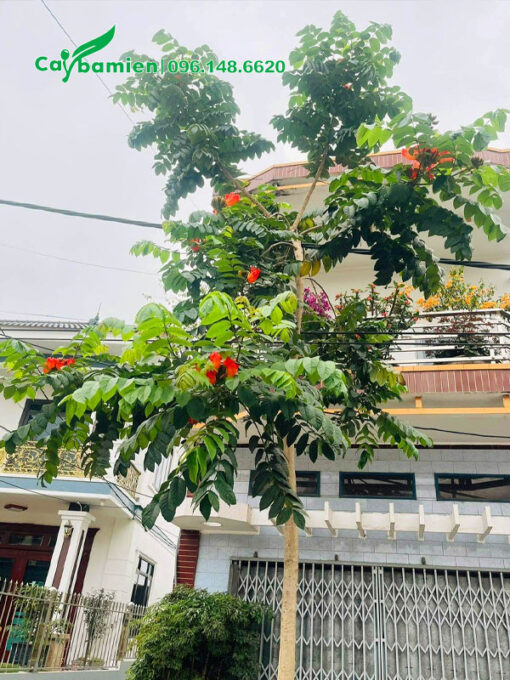Cây hoa Sò Đo Cam trồng trước nhà nở hoa