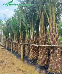 Cọ Dầu dưỡng bầu nổi, xếp thành hàng, có giàn đỡ