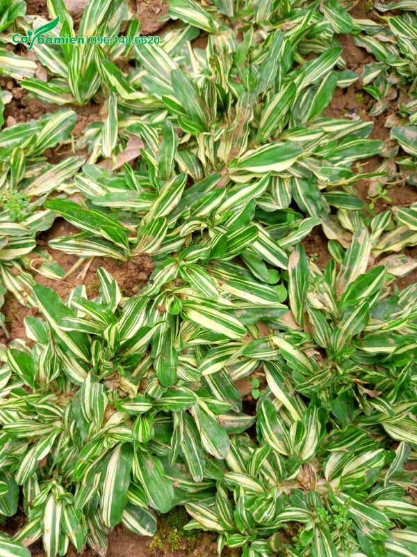 Vẻ đẹp của cỏ lá gừng cẩm thạch giống Thái Lan