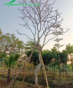 Dâm ủ và chống cây Đại Đỏ lâu năm, chiều cao hơn 5m