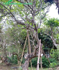 Cây Đại Đỏ cổ thụ dáng đẹp, vanh 90 - 100