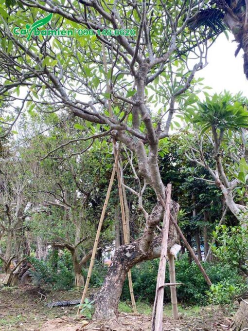 Cây Đại Đỏ cổ thụ dáng đẹp, vanh 90 - 100