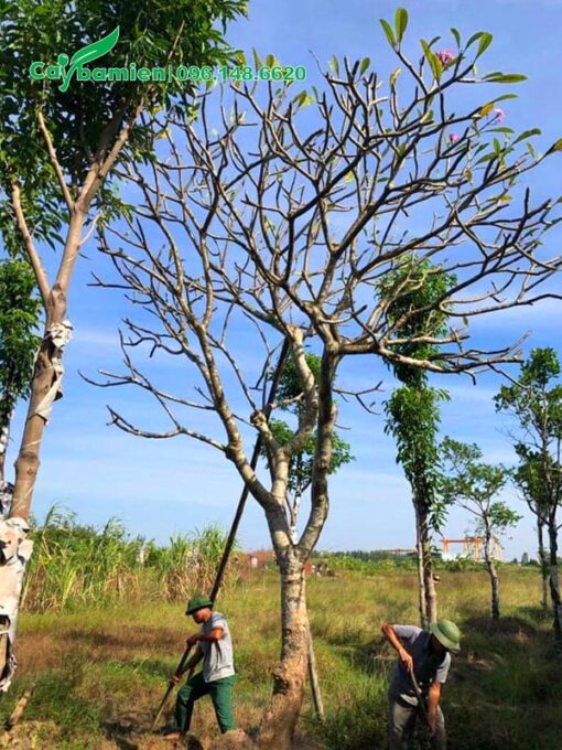Đào đất bứng cây Đại Đỏ cổ thụ chiều cao 6m