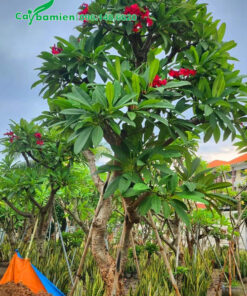 Cây hoa Đại Đỏ nhung đã dâm ủ thời gian dài