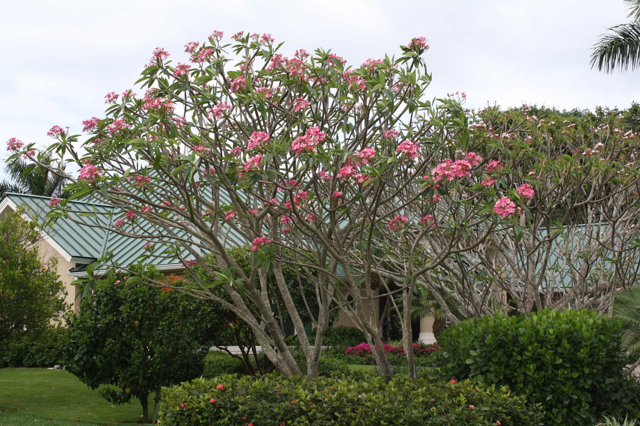 Cây đại đỏ