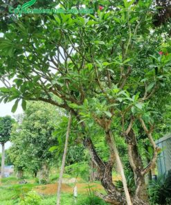 Cây Đại Đỏ cổ thụ cành khẳng khiu, cổ kính