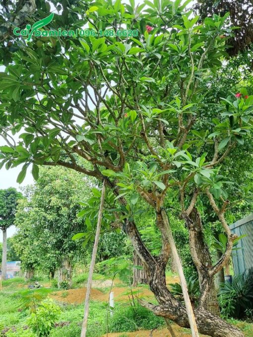 Cây Đại Đỏ cổ thụ cành khẳng khiu, cổ kính