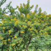 Cây hoa vàng công trình, dáng đẹp