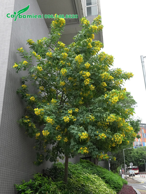 Điệp vàng trồng trước tòa nhà văn phòng