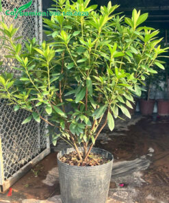 Cây đỗ quyên trưởng thành chiều cao 50cm