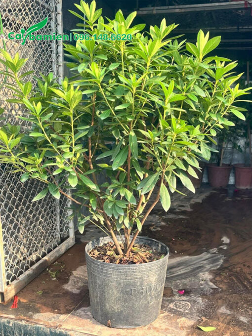 Cây đỗ quyên trưởng thành chiều cao 50cm