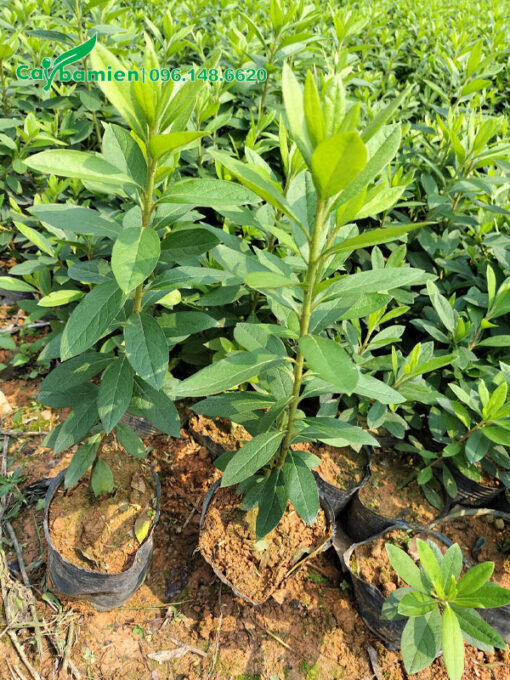 Vườn cây giống đỗ quyên nguyên bầu, chiều cao 40cm