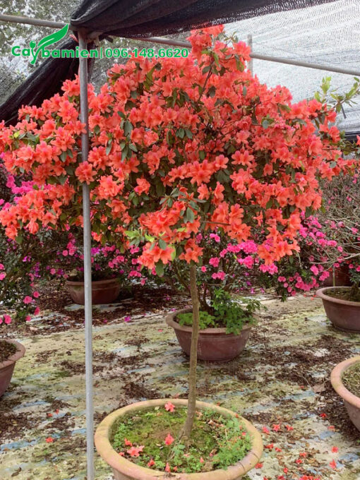 Đỗ quyên thân gỗ hoa có màu đỏ cam nổi bật