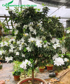Chậu cây hoa đỗ quyên trắng lâu năm