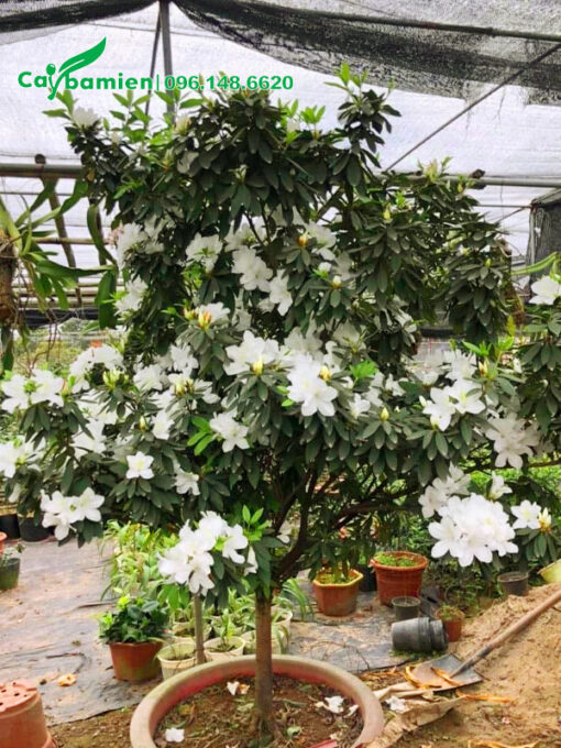 Chậu cây hoa đỗ quyên trắng lâu năm