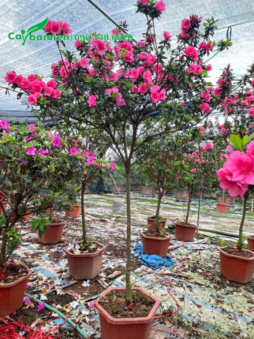 Vườn cây hoa đỗ quyên thân gỗ thuần chậu