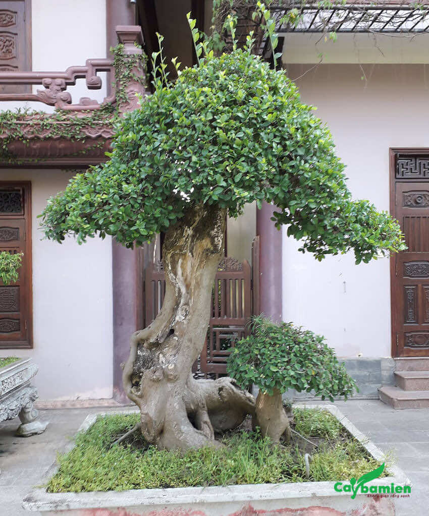 Cây Duối cảnh bonsai dáng phụ tử siêu đẹp