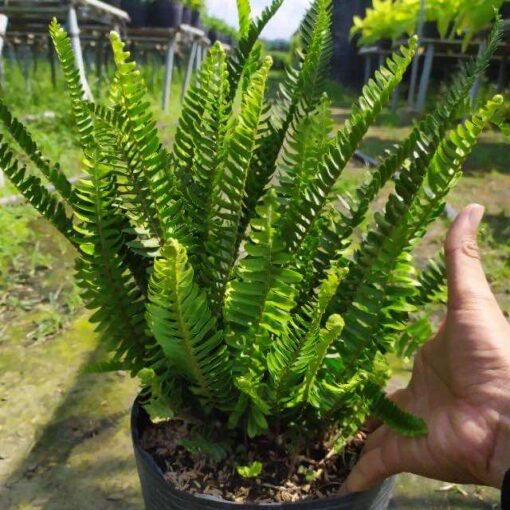 Cây Dương Xỉ trồng sẵn trong bầu