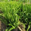Vườn nhân giống cây Dương Xỉ chất lượng, xanh đẹp