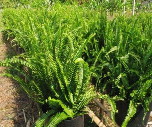 Vườn nhân giống cây Dương Xỉ chất lượng, xanh đẹp