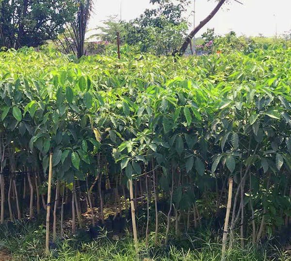 Cung cấp cây giống chất lượng bằng phương pháp gieo hạt