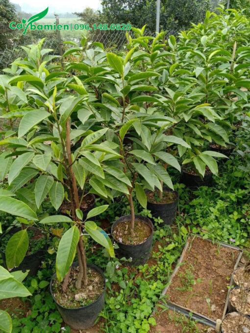 Cây giống còn nguyên bầu, chiều cao 50cm