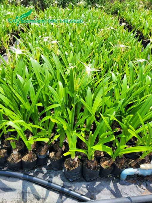 Cây bạch trinh biển đường kính bầu 15cm