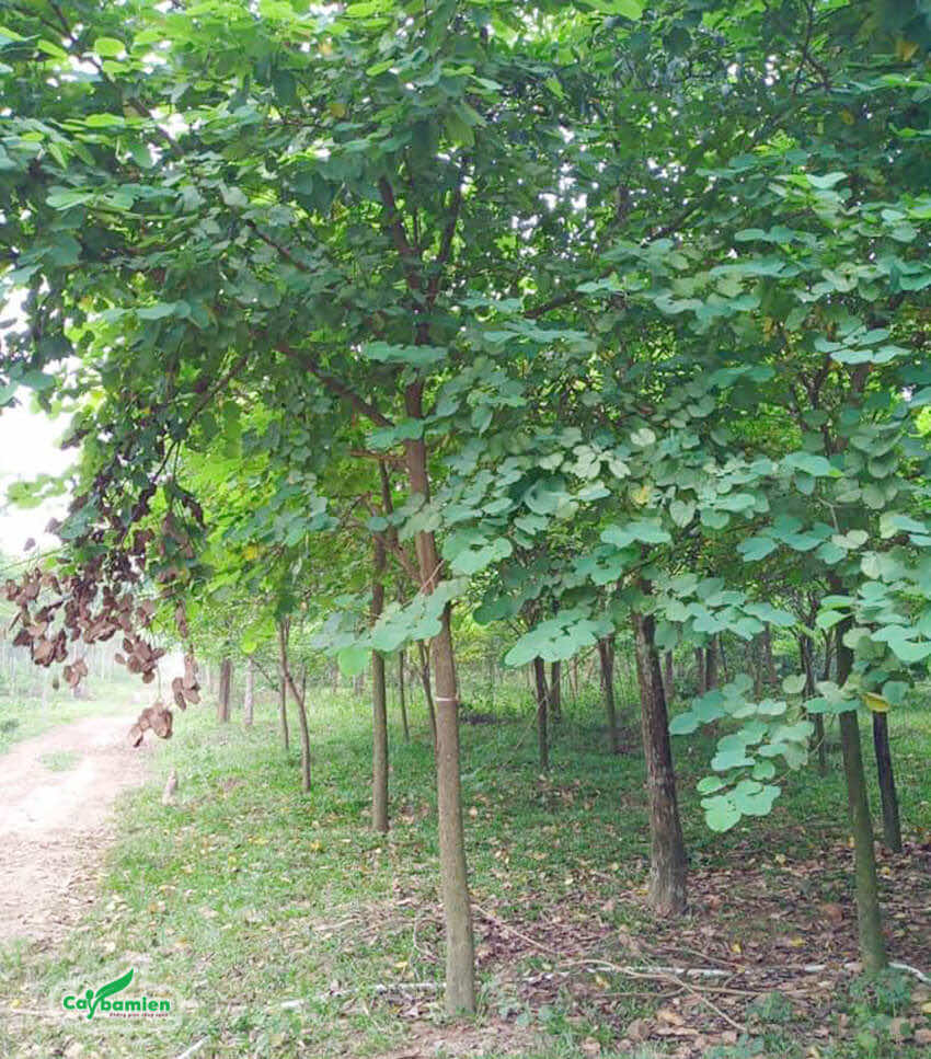 Vườn cây Ban Tây Bắc chất lượng, số lượng cây lớn