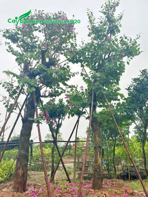 Cây ban hoàng hậu cổ thụ đường kính gốc 20 - 30cm