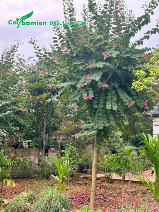 Cây ban hoàng hậu nở hoa tím đẹp
