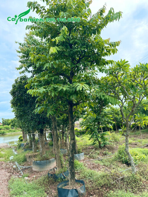 Dưỡng cây trong bầu nổi, vanh gốc khoảng 45 - 50
