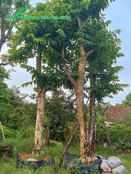 Bằng Lăng Tím cổ thụ dâm ủ nhiều năm