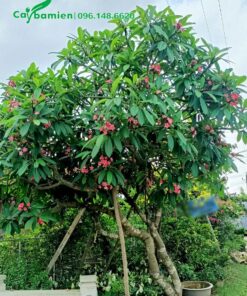 Đại hoa đỏ trồng trước cổng nhà cao gần 3m