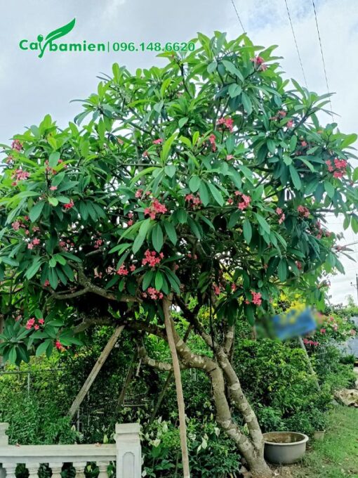 Đại hoa đỏ trồng trước cổng nhà cao gần 3m