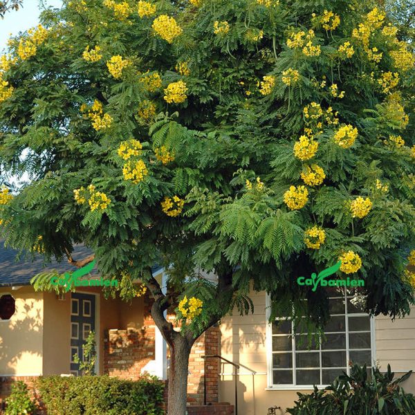 Cây điệp vàng tạo cảnh quan đẹp, tươi mát