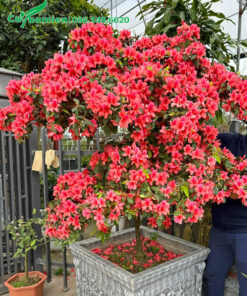 Chậu cây hoa đỗ quyên màu đỏ cam trồng trước cổng nhà