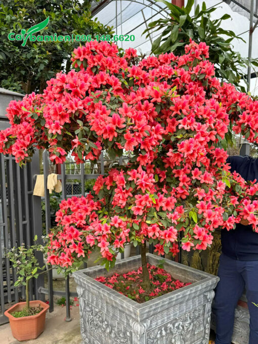 Chậu cây hoa đỗ quyên màu đỏ cam trồng trước cổng nhà