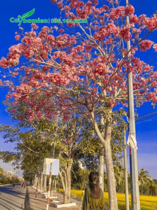 Cây hoa kèn hồng rực rỡ trồng trên vỉa hè đường phố