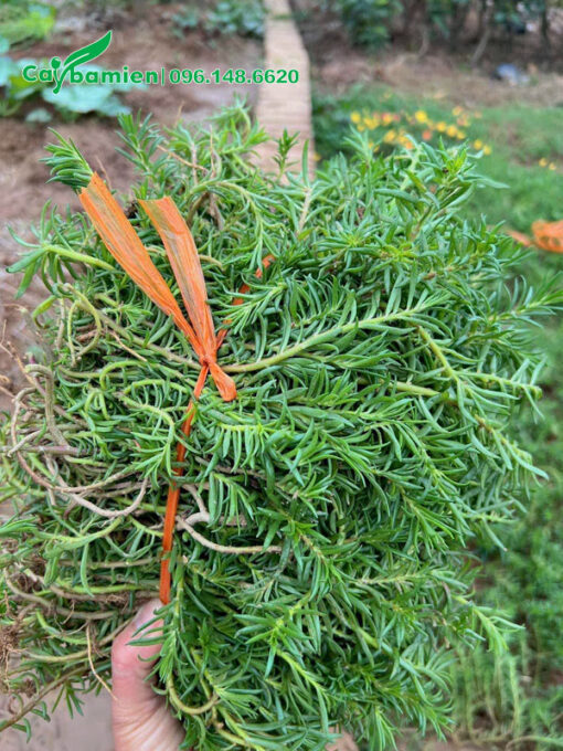 Những cành cây hoa mười giờ dài 20cm bó thành từng bó