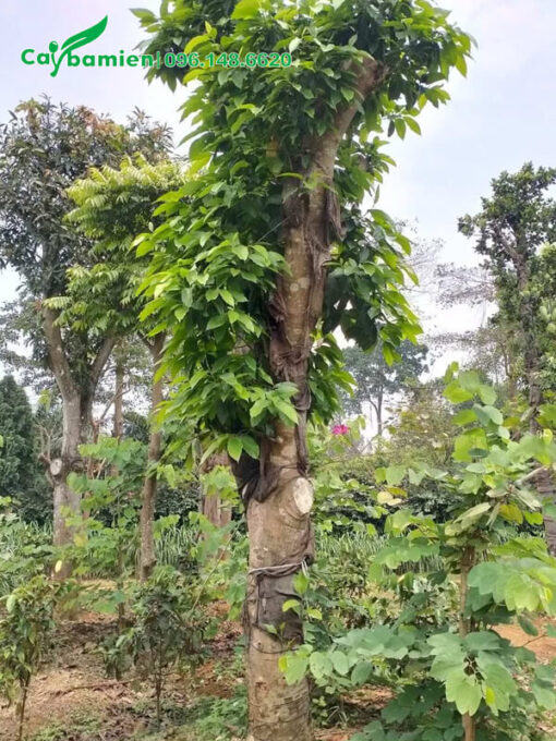 Cây hoa Ngọc Lan dâm ủ 1 năm đang chồi nhiều cành mới