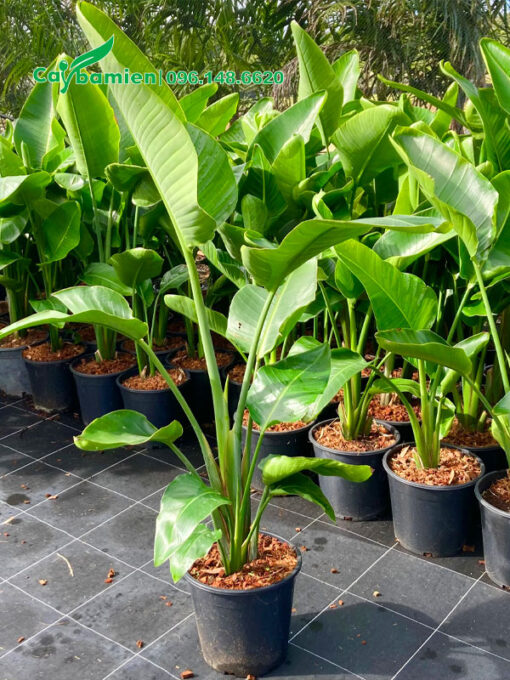 Cây Chuối Thiên Điểu giống cao 60 - 70cm