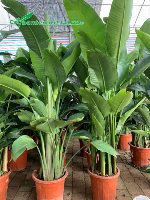 Cây hoa Chuối Thiên Điểu cao 1m5 trồng sẵn trong chậu