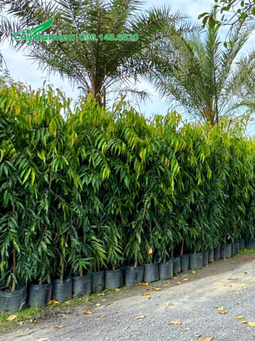 Cây Hoàng Nam cao 1m5, dưỡng trong bầu, tán lá xanh đẹp