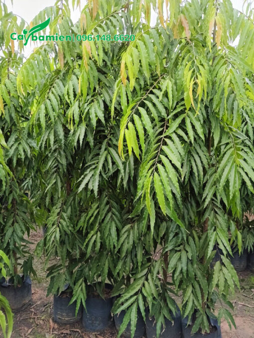 Hoàng Nam công trình cao khoảng 2m
