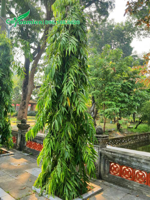 Hoàng Nam phong thủy trồng trong sân chùa