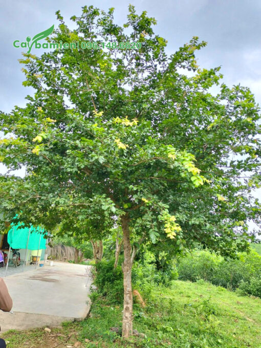 Cây tán lá đẹp, thân thẳng trồng trước sân nhà