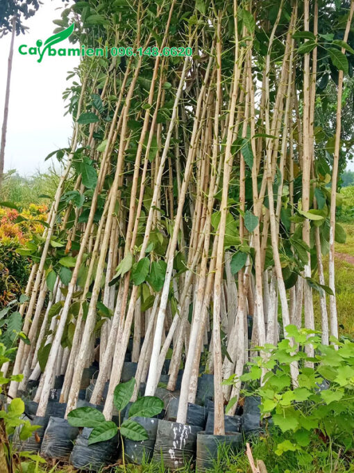 Cây giống Kèn Hồng choai choai cao 3m
