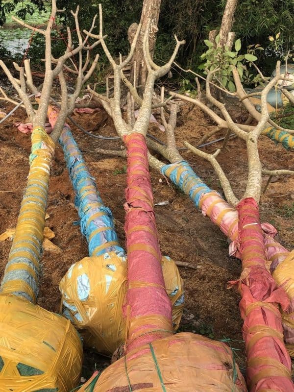 cây kèn hồng đánh thẳng đẹp